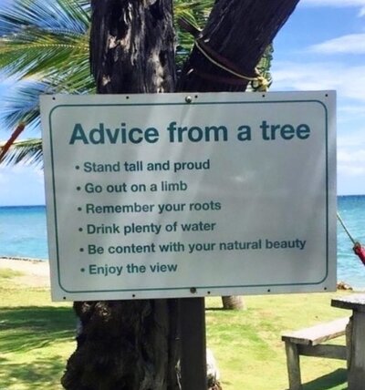 advice from a tree.jpg