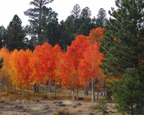 Fall in Utah 2.jpg